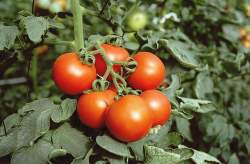 Tomaten